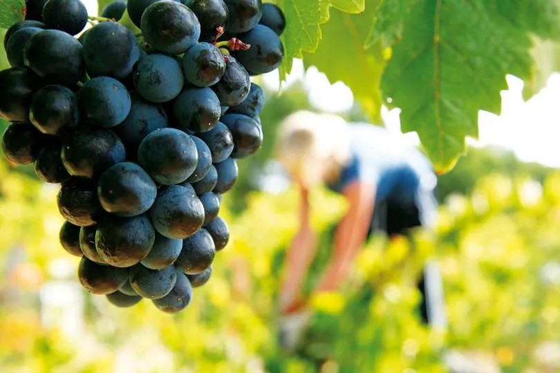 Les vignobles